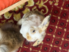 Holland lop rabbit